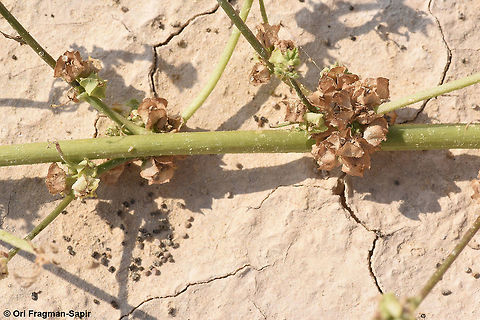 Malva parviflora A creeping annual of the desert and arid Mediterranean. In this picture you can see it in seed dispersal. Geotagged,Israel,Malva parviflora,Spring