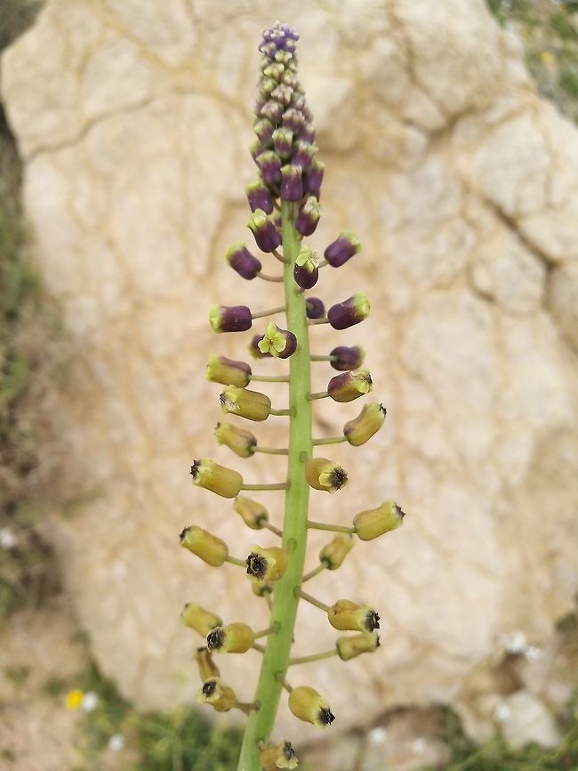 Leopoldia deserticola A semidesert bulbous plant, found in south Jordan.  Geotagged,Jordan,Leopoldia deserticola,Spring