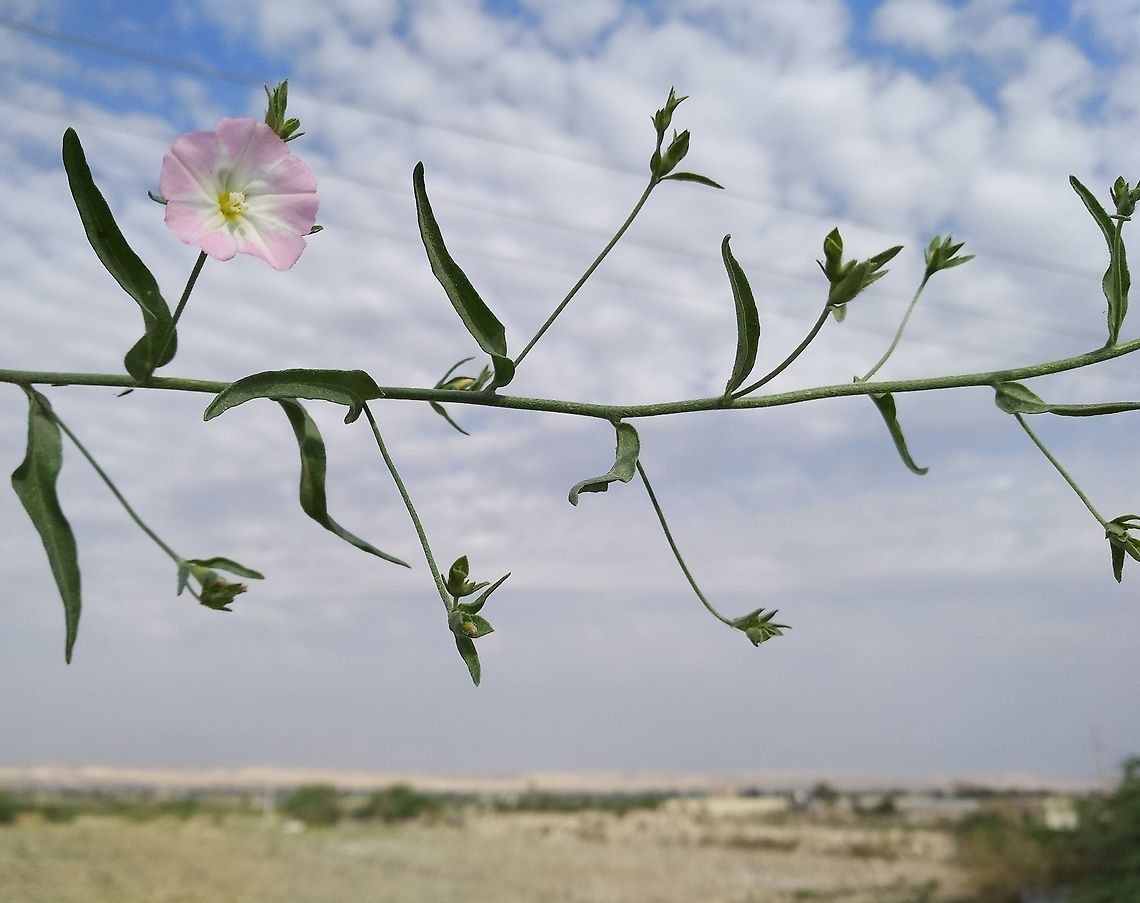 Convolvulus pilosellifolius A subtropical herbaceous plant.  Convolvulus pilosellifolius,Geotagged,Jordan,Spring
