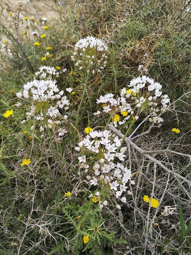 Allium palaestinum A semidesert bulb of Jordan and Israel.  Allium palaestinum,Geotagged,Jordan,Spring