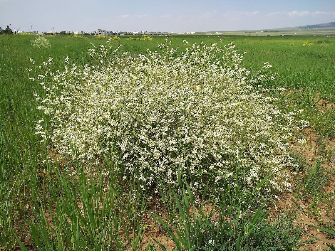 Crambe orientalis A perennial crucifer, found in steppes.  Geotagged,Jordan,Spring