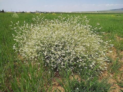 Crambe orientalis A perennial crucifer, found in steppes.  Geotagged,Jordan,Spring