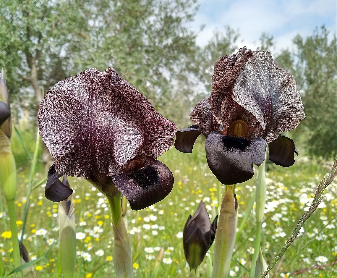 Iris nigricans Endemic to Jordan.  Geotagged,Iris nigricans,Jordan,Spring
