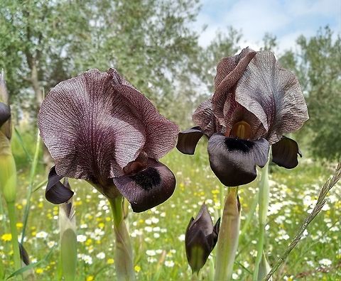 Iris nigricans Endemic to Jordan.  Geotagged,Iris nigricans,Jordan,Spring