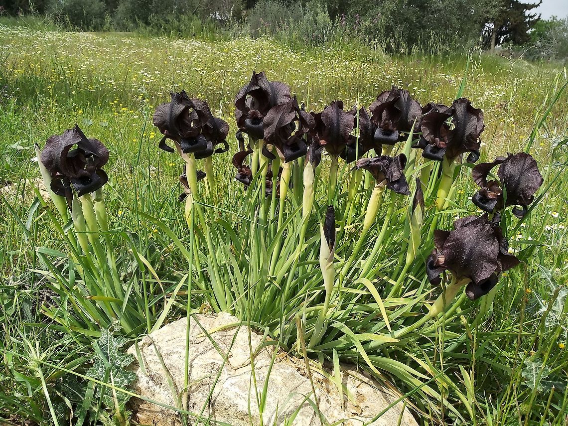 Iris nigricans Endemic to Jordan.  Geotagged,Iris nigricans,Jordan,Spring