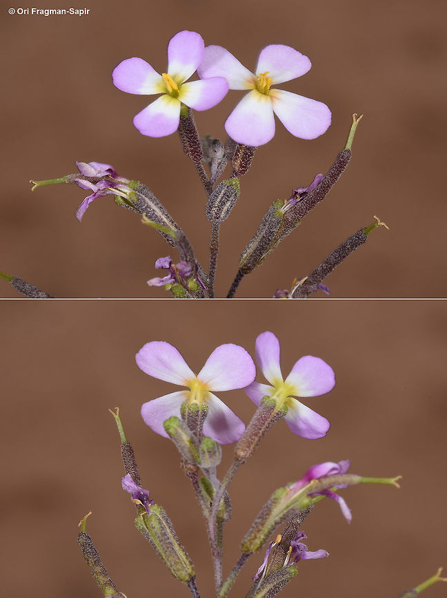 Eigia longistyla I was lucky to find carpets of this plant in the desert of  Wadi Rum (S Jordan) in this rainy year, Eigia longistyla,Geotagged,Jordan,Spring