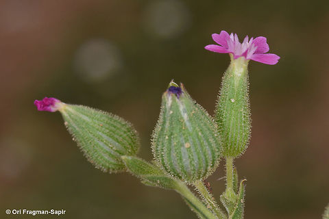 Silene coniflora