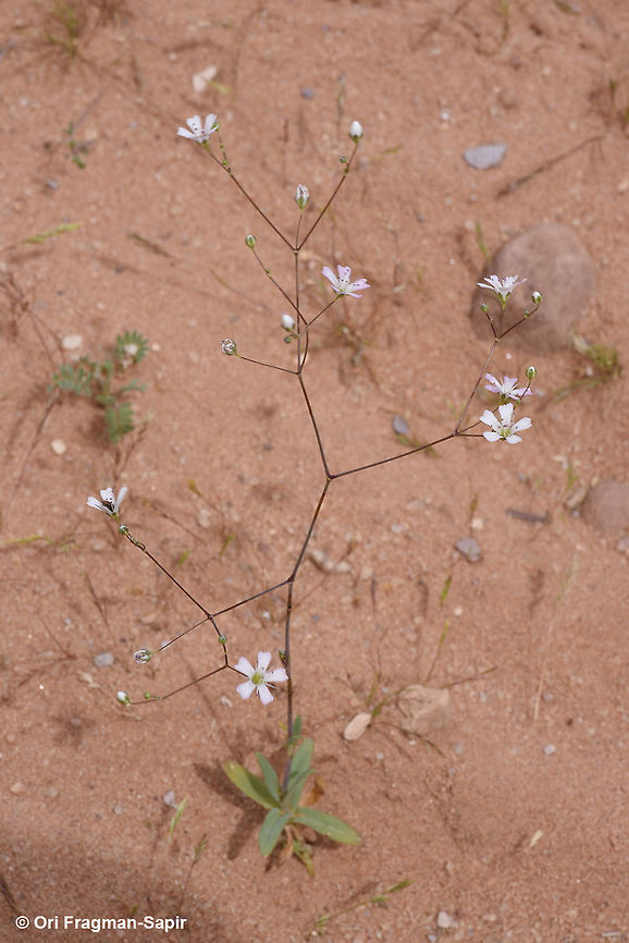 Gypsophila viscosa A desert annual with sticky stems. Geotagged,Gypsophila viscosa,Jordan,Spring