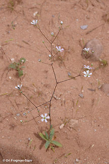 Gypsophila viscosa A desert annual with sticky stems. Geotagged,Gypsophila viscosa,Jordan,Spring