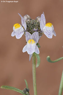 Linaria haelava A desert annual with flowers in different colours. Here with a pale veined corolla. Geotagged,Jordan,Linaria haelava,Spring