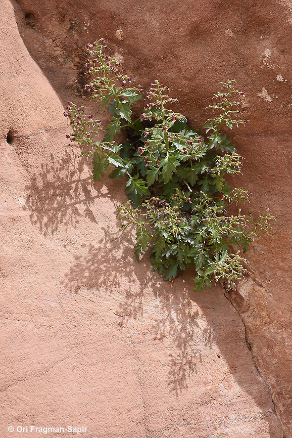 Scrophularia xylorrhiza A perennial scrophularia found in rock crevices in the Middle East desert mountains. Geotagged,Jordan,Scrophularia xylorrhiza,Spring