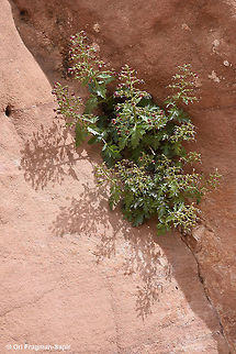 Scrophularia xylorrhiza A perennial scrophularia found in rock crevices in the Middle East desert mountains. Geotagged,Jordan,Scrophularia xylorrhiza,Spring