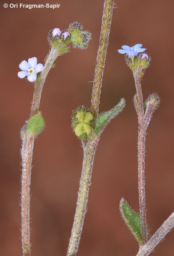 Lappula sinaica Annual with tiny pale blue flowers. Nutlets small. Lappula sinaica