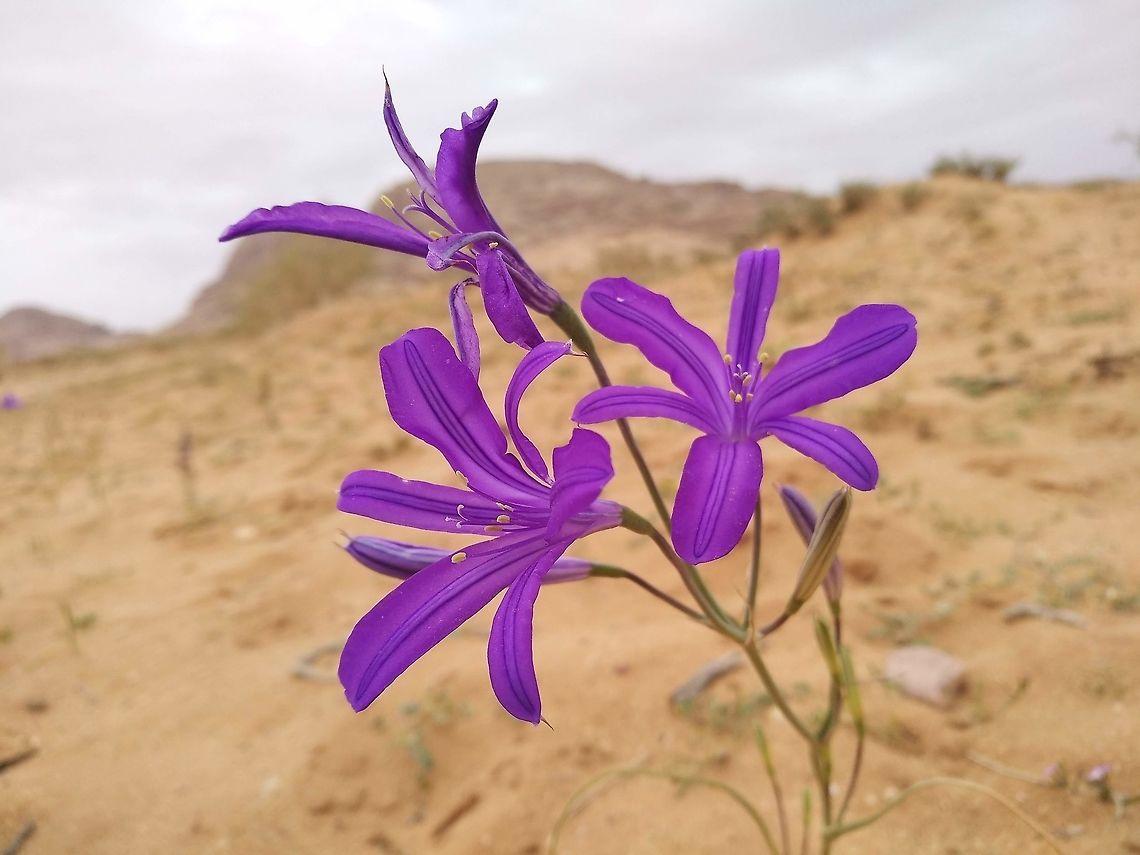 Ixiolirion tataricum A tuberous plant with grass like foliage and striking large flowers. Geotagged,Ixiolirion tataricum,Jordan,Spring
