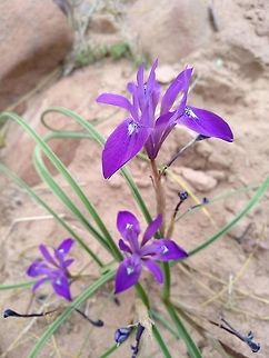 Moraea sisyrinchium A common Mediterranean cormous plant that penetrates the desert. Geotagged,Jordan,Moraea sisyrinchium,Spring