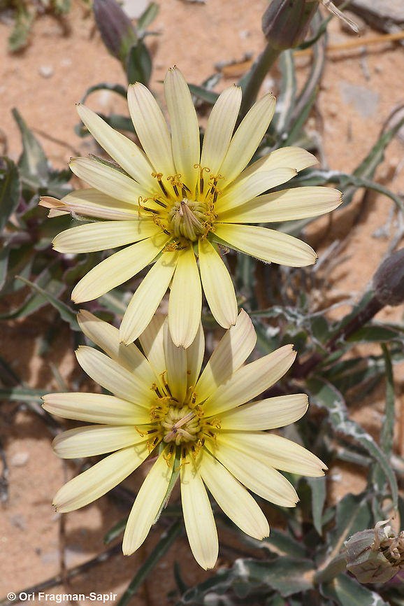 Tragopogon buphthalmoides A perennial herb of semi-desert and steppes. Geotagged,Jordan,Spring,Tragopogon buphthalmoides