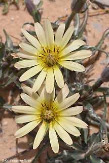 Tragopogon buphthalmoides A perennial herb of semi-desert and steppes. Geotagged,Jordan,Spring,Tragopogon buphthalmoides