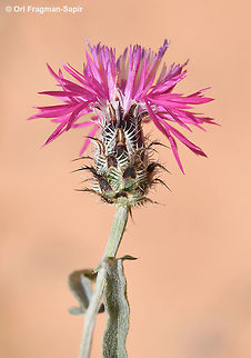 Centaurea ammocyanus