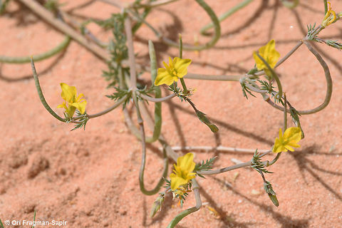Hypecoum littorale A small desert annual. Fruit falcate, not pending. Geotagged,Hypecoum littorale,Jordan,Spring