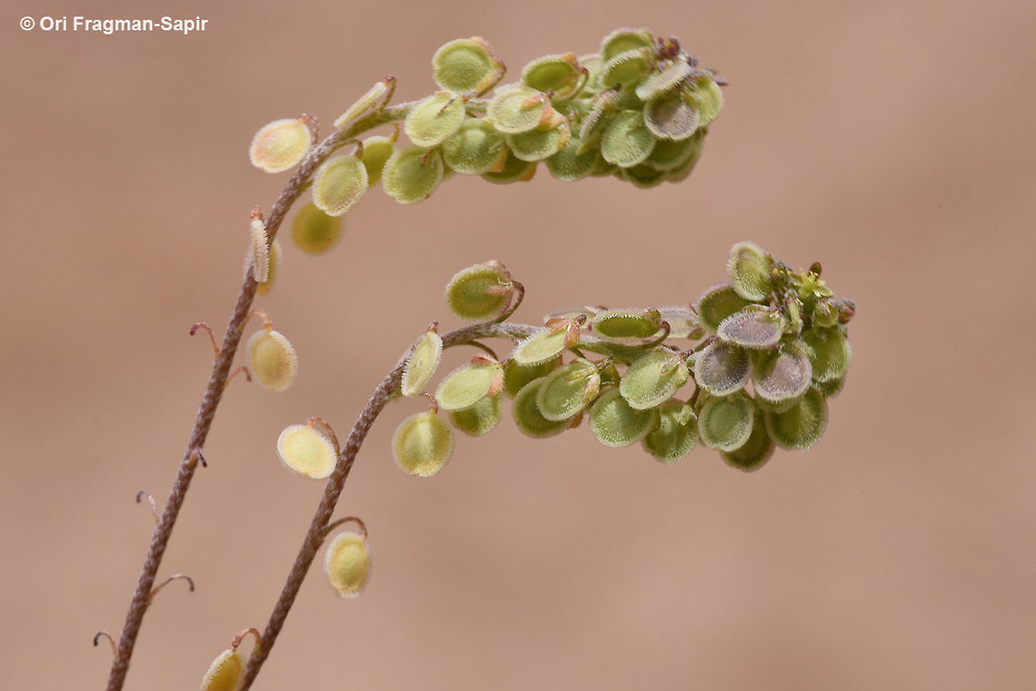 Clypeola jonthlaspi A tiny Mediterranean annual. Clypeola jonthlaspi,Geotagged,Jordan,Spring