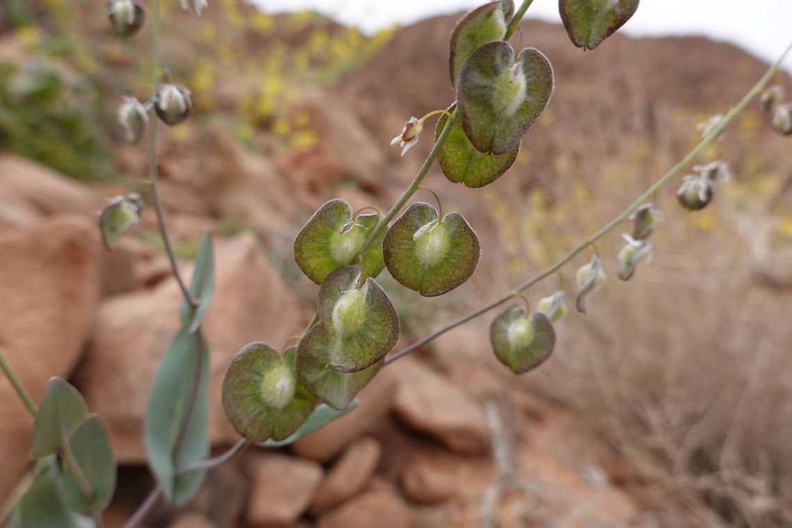 Isatis armena A waxy annual with clasping leaves and small cream coloured flowers. Fruit pending, coin-like, but felted in the middle. Geotagged,Isatis armena,Jordan,Spring