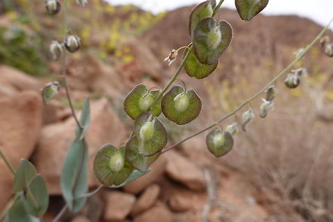 Isatis armena A waxy annual with clasping leaves and small cream coloured flowers. Fruit pending, coin-like, but felted in the middle. Geotagged,Isatis armena,Jordan,Spring