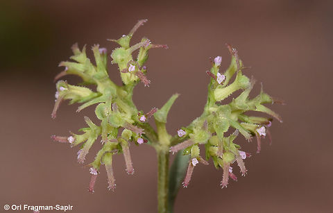 Valerianella oxyrrhyncha Valerianella oxyrrhyncha is a small annual with tiny flower. Fruit long necked, ending in two unequal teeth. Geotagged,Jordan,Spring,Valerianella oxyrrhyncha
