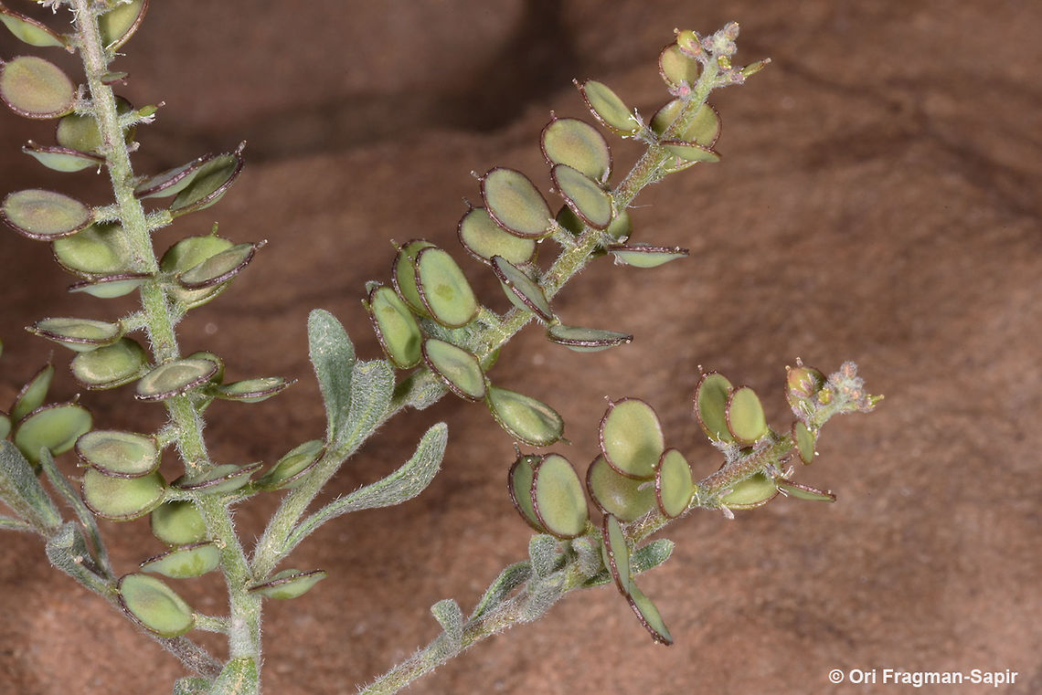 Alyssum homalocarpum An annual with naked fruits. Alyssum homalocarpum,Geotagged,Jordan,Spring