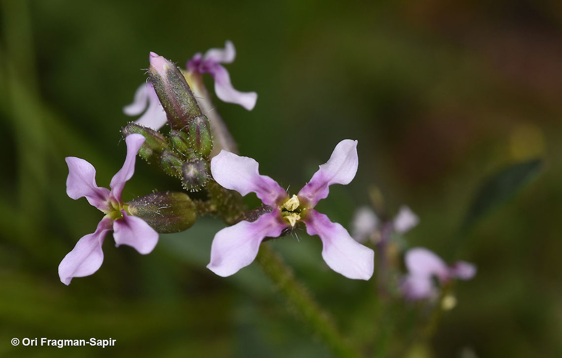 Chorispora tenella An annual with small pinkish flowers. Petal bases are darker than the outer part. Fruit falcate, somewhat constricted. Chorisphora tenella,Geotagged,Jordan,Spring