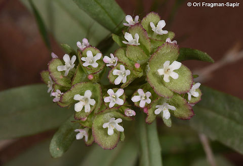 Valerianella dufresnia A small annual of high arid mountains. It has a typical 3 winged fruit. Geotagged,Jordan,Spring,Valerianella dufresnia