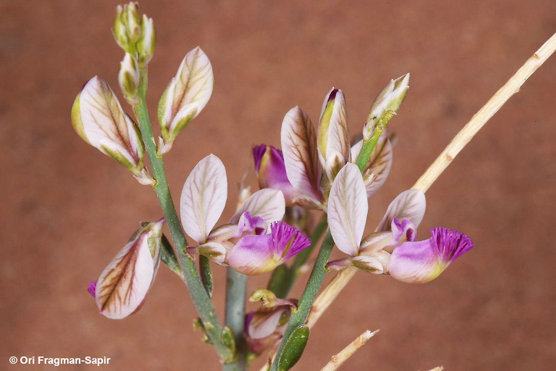 Polygala negevensis A desert, almost leafless shrublet. Geotagged,Jordan,Polygala negevensis,Spring