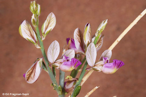 Polygala negevensis A desert, almost leafless shrublet. Geotagged,Jordan,Polygala negevensis,Spring