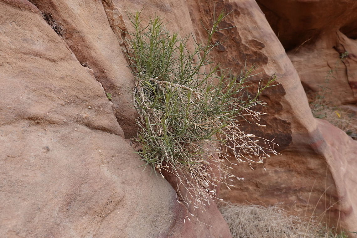 Iphiona mucronata A spiny desert shrublet. Geotagged,Iphiona mucronata,Jordan,Spring