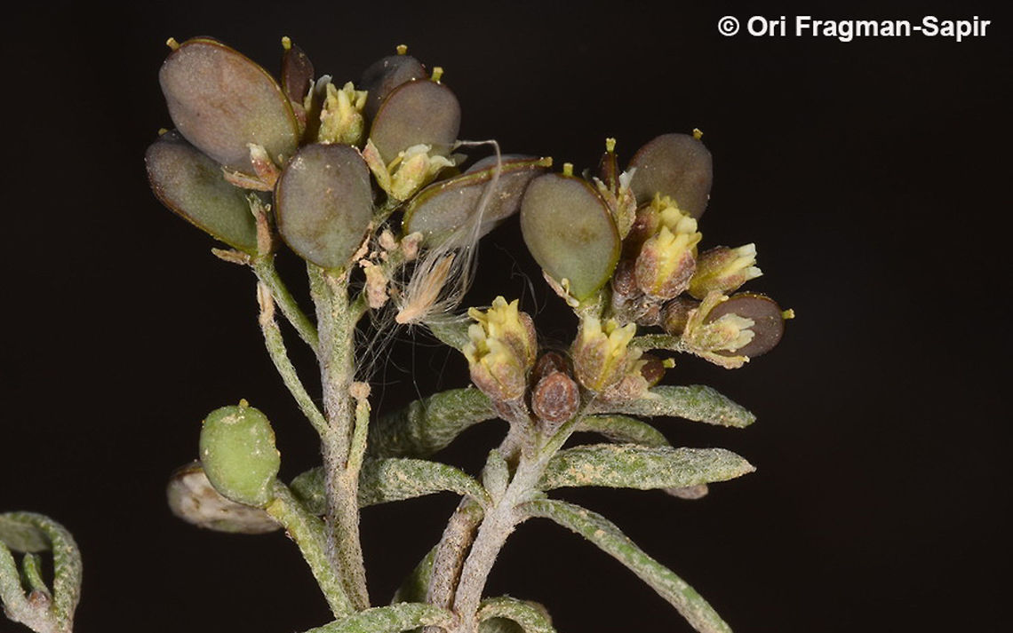 Alyssum linifolium A tiny annual of steppes and semi-desert. Alyssum linifolium,Geotagged,Jordan,Spring