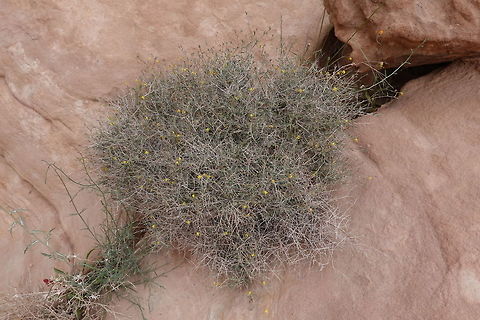 Helianthemum lippii A desert shrublet with sessile flowers. Geotagged,Helianthemum lippii,Jordan,Spring