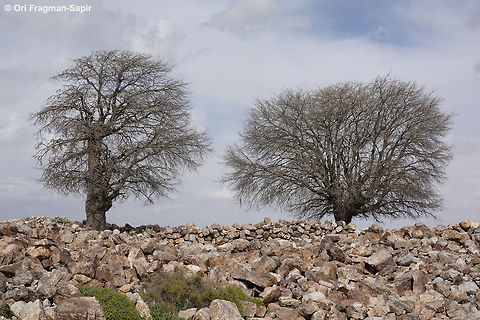 Celtis australis A Mediterranean winter deciduous tree. Thesee are two ancient trees that were found near archaeological ruins. Celtis australis,European nettle tree,Geotagged,Jordan,Winter