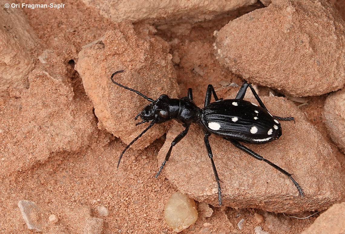 Anthia duodecimguttata A rather large (4 cm) fast running carnivorous beetle. Anthia duodecimguttata,Geotagged,Jordan,Spring
