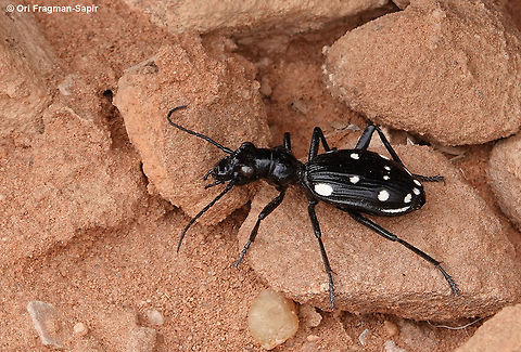 Anthia duodecimguttata