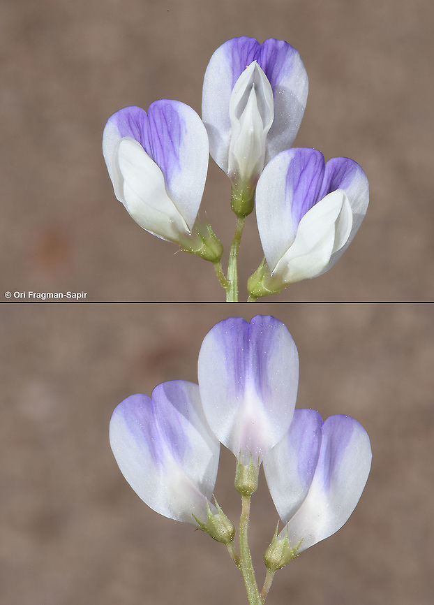 Vicia cypria A lovely east Mediterranean annual. Vicia cypria