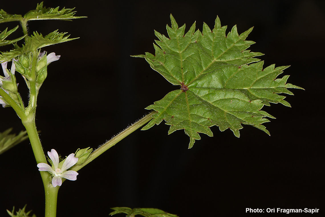 Malva oxyloba A Mediterranean annual. Leaves with many narrow lobes. Malva oxyloba