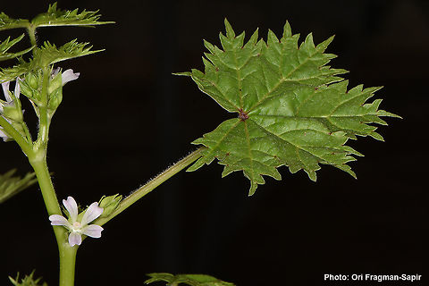 Malva oxyloba A Mediterranean annual. Leaves with many narrow lobes. Malva oxyloba