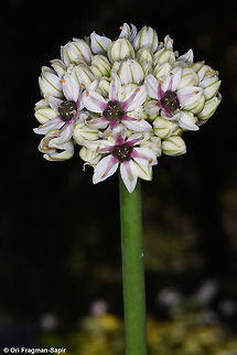 Allium basalticum An erect stout wild garlic. Filaments triangular, purple at vase. Allium basalticum