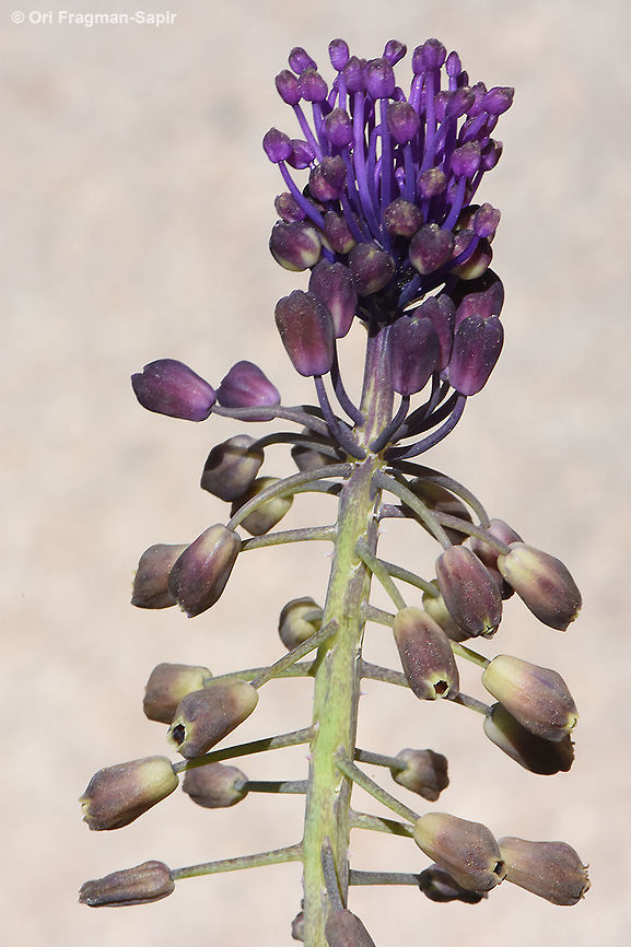 Leopoldia comosa A common Mediterranean bulb. Upper flowers are sterile and act as advertisement to the lower brownish fertile flowers. Leopoldia comosa,Muscari comosum,Tassel Hyacinth,Tassel grape hyacinth