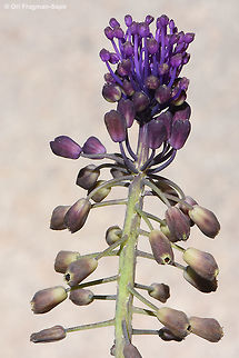 Leopoldia comosa A common Mediterranean bulb. Upper flowers are sterile and act as advertisement to the lower brownish fertile flowers. Leopoldia comosa,Muscari comosum,Tassel Hyacinth,Tassel grape hyacinth