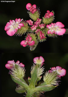 Broadleaf False Carrot