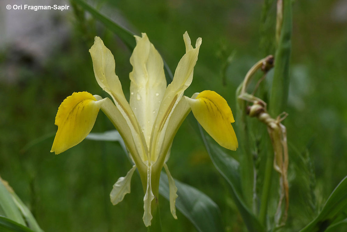 Iris bucharica A mountainous bulb of central Asia. Geotagged,Iris bucharica,Spring,Tajikistan