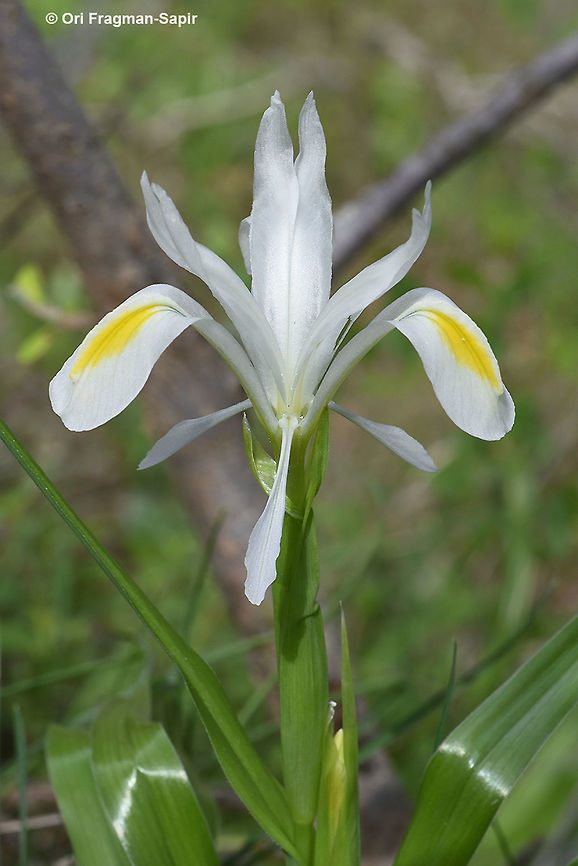 Iris vicaria A juno white iris, common in the Mts of Tajikistan. Geotagged,Iris vicaria,Spring,Tajikistan