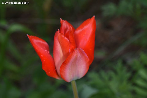 Tulipa fosteriana A red middle sized tulip, with a black patch at the inner base of each perianth segment. Geotagged,Spring,Tajikistan,Tulipa fosteriana