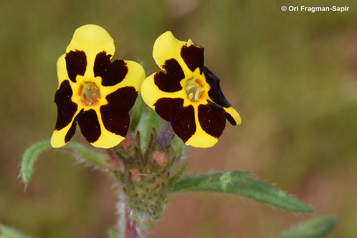 Arnebia coerulea A striking annual with yellow flowers. The young ones have large black patches which disappear as flower ages. Arnebia coerulea,Geotagged,Spring,Tajikistan