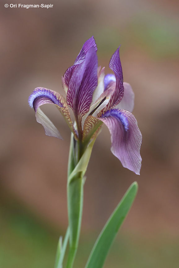 Iris lineata A rhizomatous iris with delicate violet-brown flowers. Geotagged,Iris lineata,Iris stolonifera,Spring,Tajikistan
